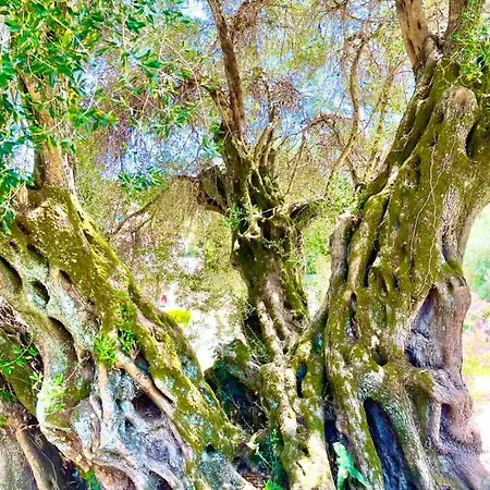 Hill House Dom wakacyjny Agios Georgios Pagon